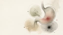 Abstract illustration of the stomach and digestive system